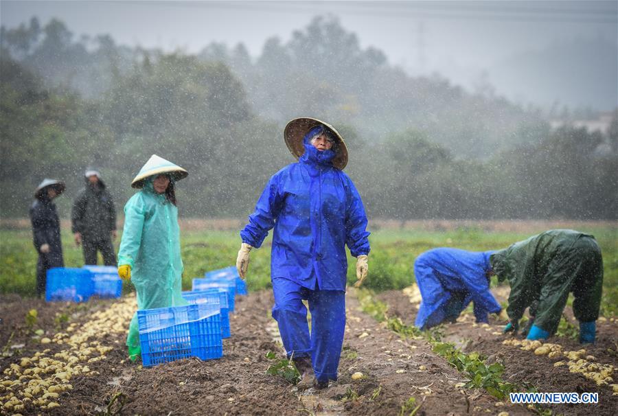 CHINA-GUANGDONG-HUIDONG-POTATO-COLD WAVE (CN)