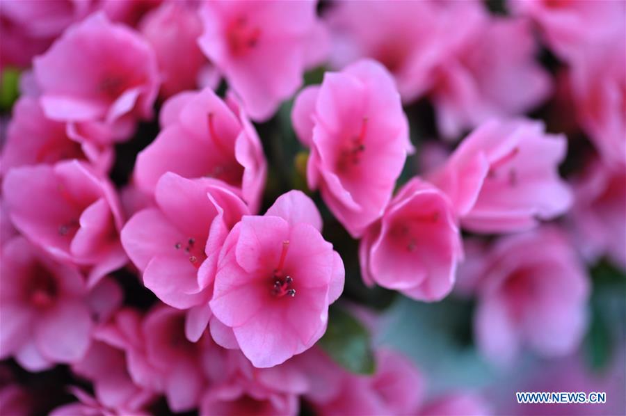CHINA-HUNAN-CHANGSHA-AZALEA (CN)