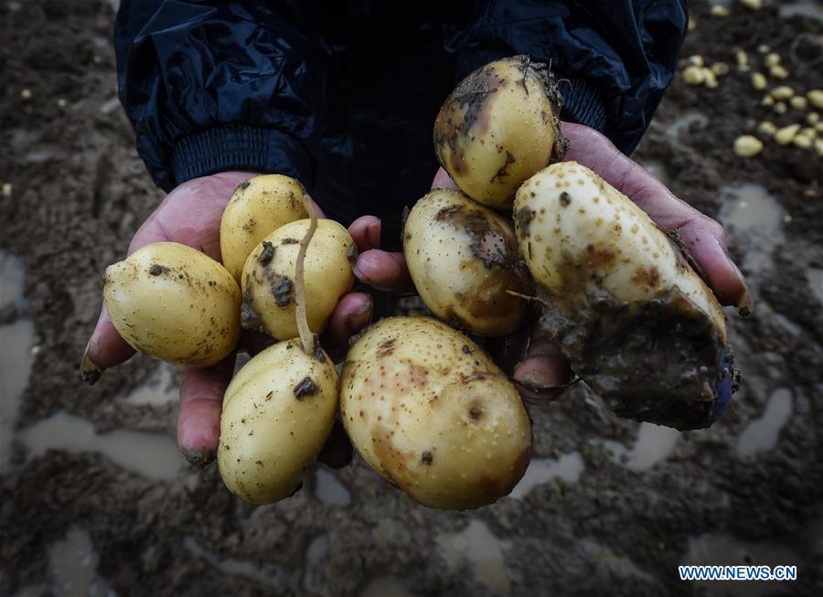CHINA-GUANGDONG-HUIDONG-POTATO-COLD WAVE (CN)