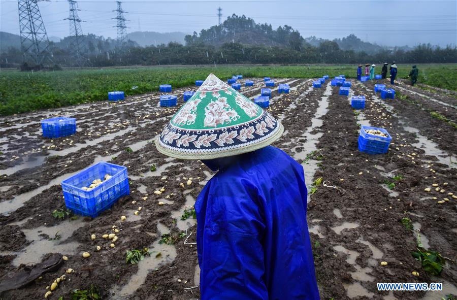 CHINA-GUANGDONG-HUIDONG-POTATO-COLD WAVE (CN)