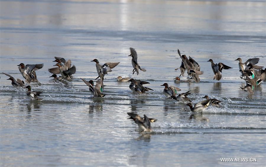 CHINA-HEBEI-ENVIRONMENT-MALLARD (CN)