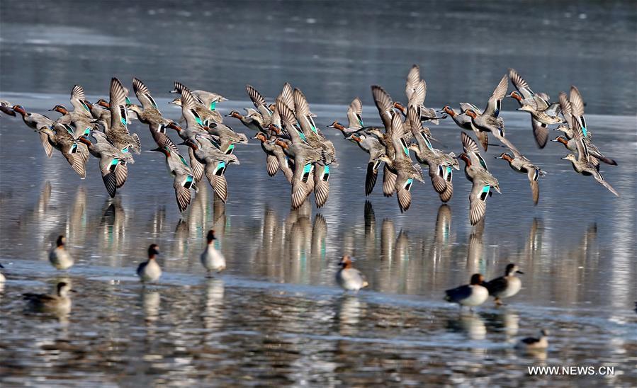 CHINA-HEBEI-ENVIRONMENT-MALLARD (CN)