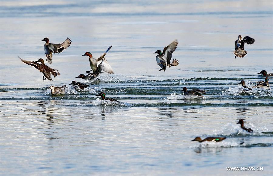 CHINA-HEBEI-ENVIRONMENT-MALLARD (CN)