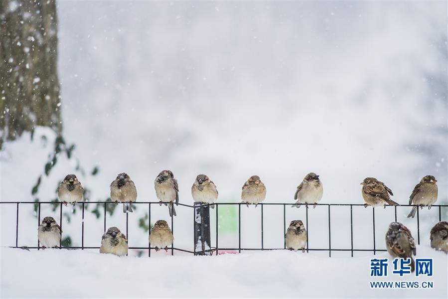 （国际）（7）雪袭纽约