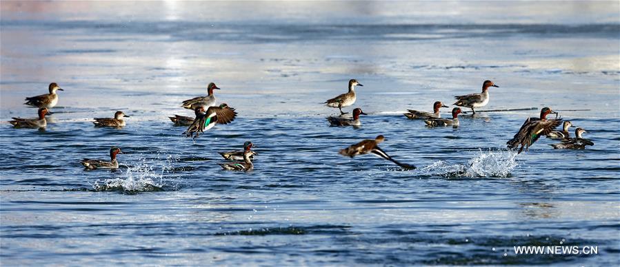 CHINA-HEBEI-ENVIRONMENT-MALLARD (CN)