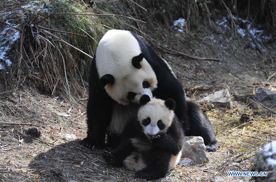 CHENGDU, Feb. 3, 2016 (Xinhua) -- Giant panda baby Xinnier is seen during a training at Hetaoping field training base in Wolong, a major giant panda habitat in southwest China's Sichuan Province, Jan. 27, 2016. Three panda babies that were born in 2015 took part in a field training here recently. (Xinhua) 