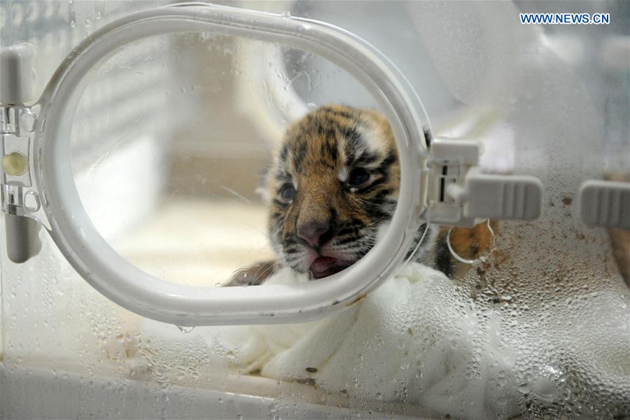 CHINA-CHONGQING-ZOO-SOUTH CHINA TIGER-NEWBORN (CN)