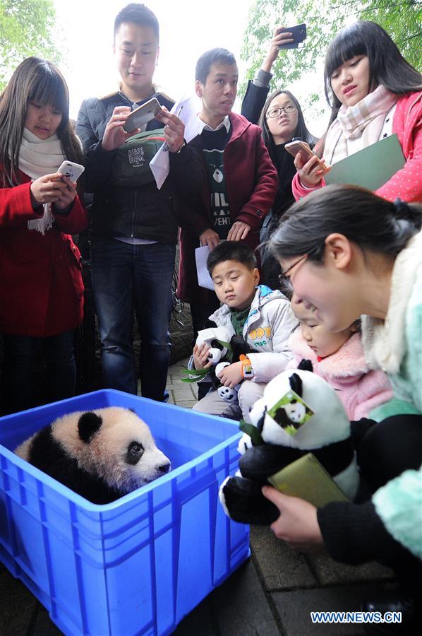 CHINA-CHONGQING-PANDA-NAMING (CN)