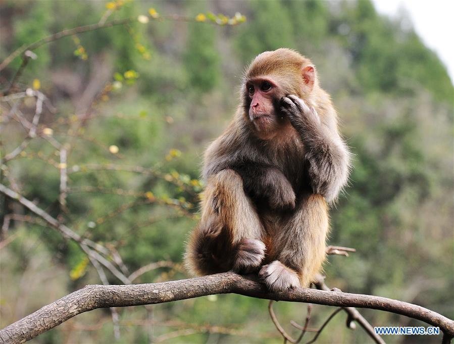 #CHINA-GUIZHOU-MACAQUE (CN)