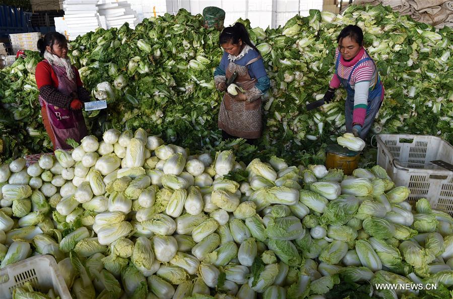 CHINA-YUNNAN-VEGETABLE-SUPPLY (CN)