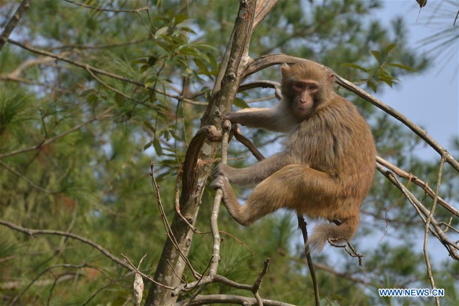 #CHINA-GUIZHOU-MACAQUE (CN)