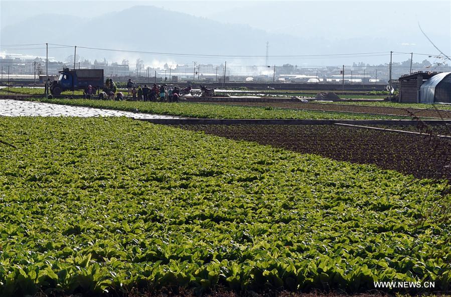 CHINA-YUNNAN-VEGETABLE-SUPPLY (CN)