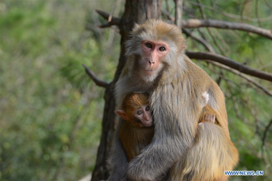 #CHINA-GUIZHOU-MACAQUE (CN)