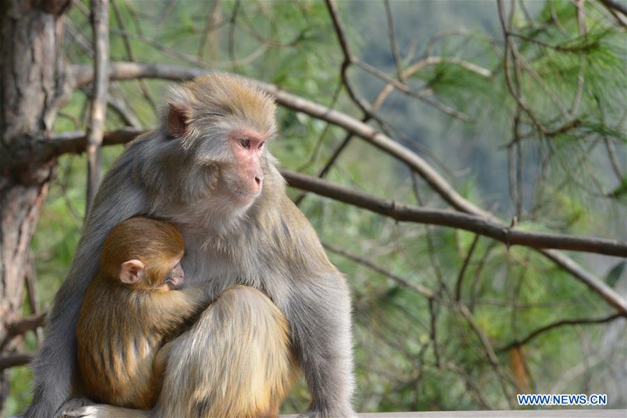 #CHINA-GUIZHOU-MACAQUE (CN)