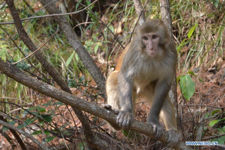 ZUNYI, Feb. 5, 2016 (Xinhua) -- A macaque climbs on a tree at Longhu National Wetland Park in Yuqing County, southwest China's Guizhou Province, Feb. 5, 2016. (Xinhua/He Chunyu)  