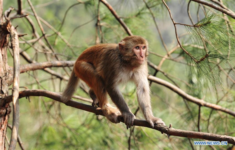 #CHINA-GUIZHOU-MACAQUE (CN)