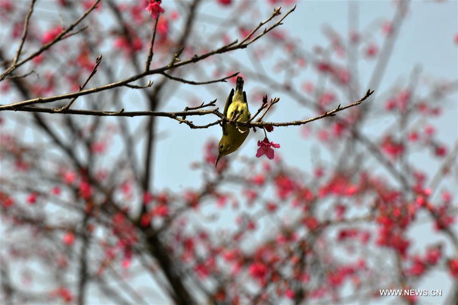 #CHINA-GUANGDONG-SPRING (CN)