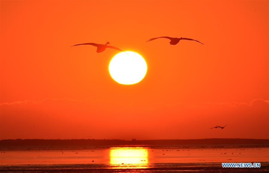 #CHINA-SHANDONG-RONGCHENG-SWANS (CN)