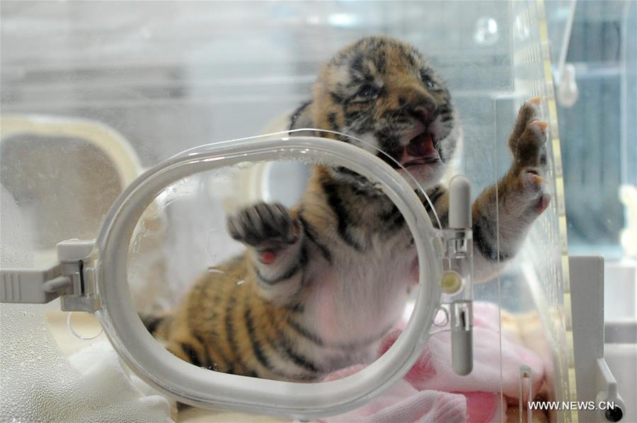 WEEKLY CHOICES OF XINHUA PHOTOS