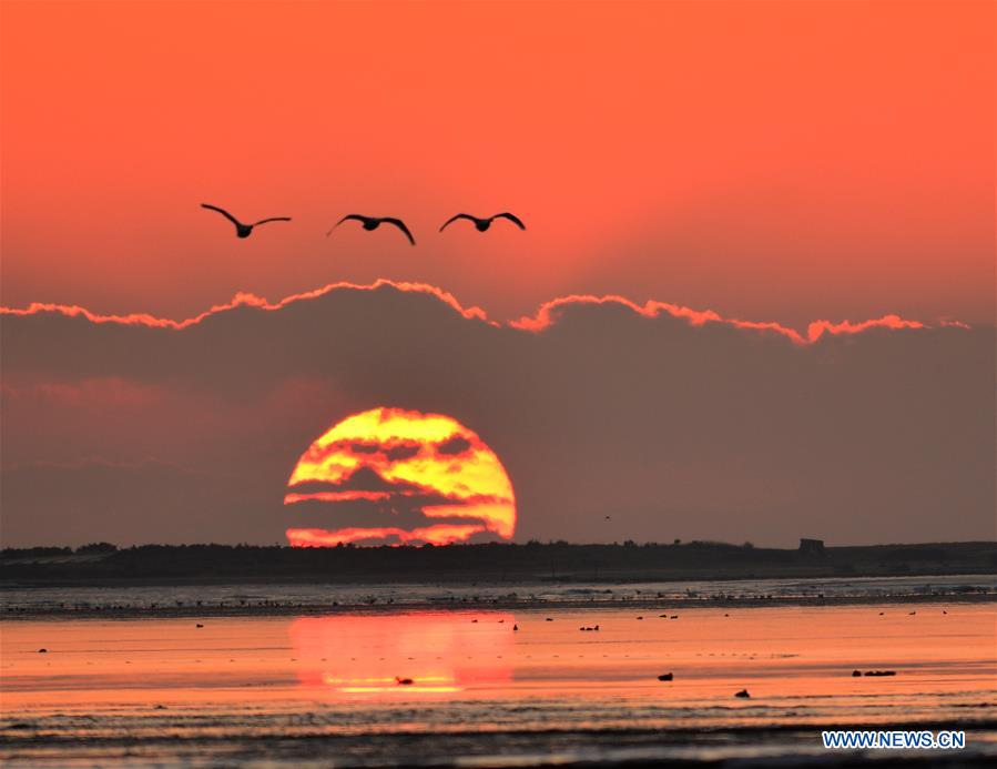 #CHINA-SHANDONG-RONGCHENG-SWANS (CN)