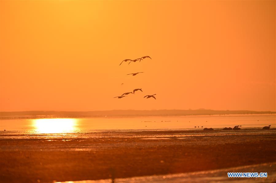#CHINA-SHANDONG-RONGCHENG-SWANS (CN)