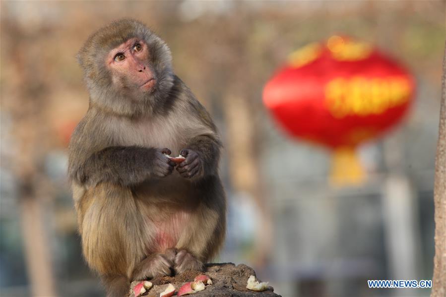 #CHINA-SHANDONG-YANTAI-MACAQUE (CN)