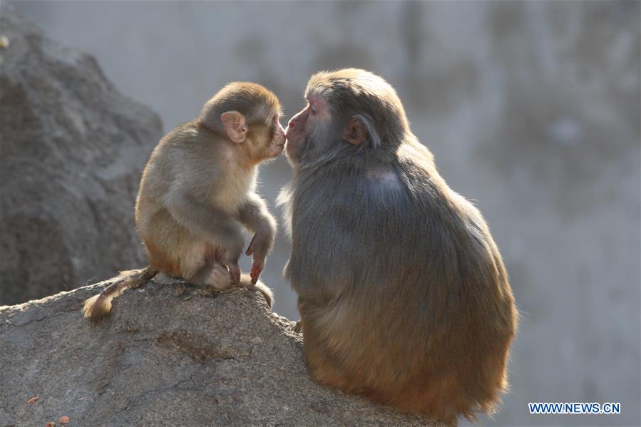 #CHINA-SHANDONG-YANTAI-MACAQUE (CN)