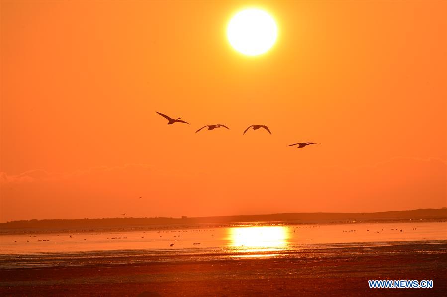 #CHINA-SHANDONG-RONGCHENG-SWANS (CN)