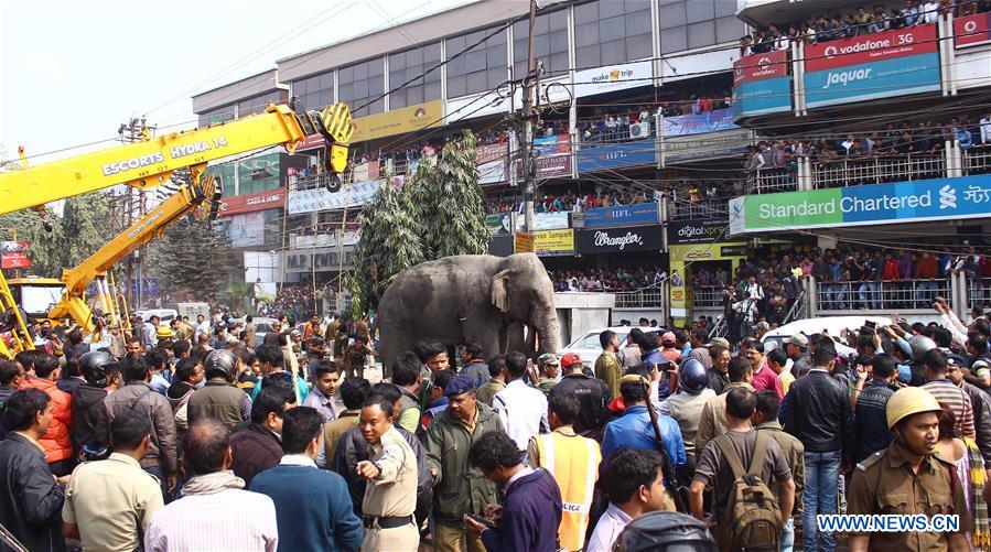 INDIA-SILIGURI-WILD ELEPHANT-STRAY INTO TOWN