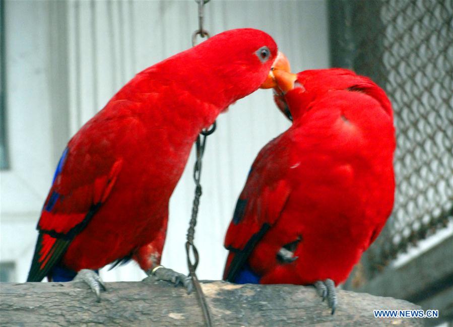 A pair of parrots lean close to each other at the Suzhou Zoo in Suzhou City, east China's Jiangsu Province, Feb. 14, 2016, on the occasion of the Valentine's Day. 