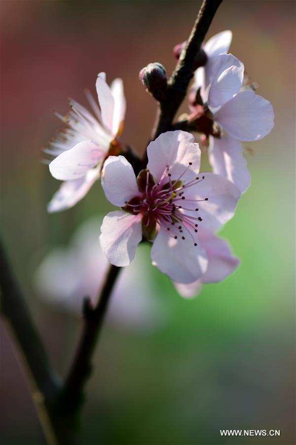 Peach blossoms are seen at a park in Baise City, south China's Guangxi Zhuang Autonomous Region, Feb. 13, 2016
