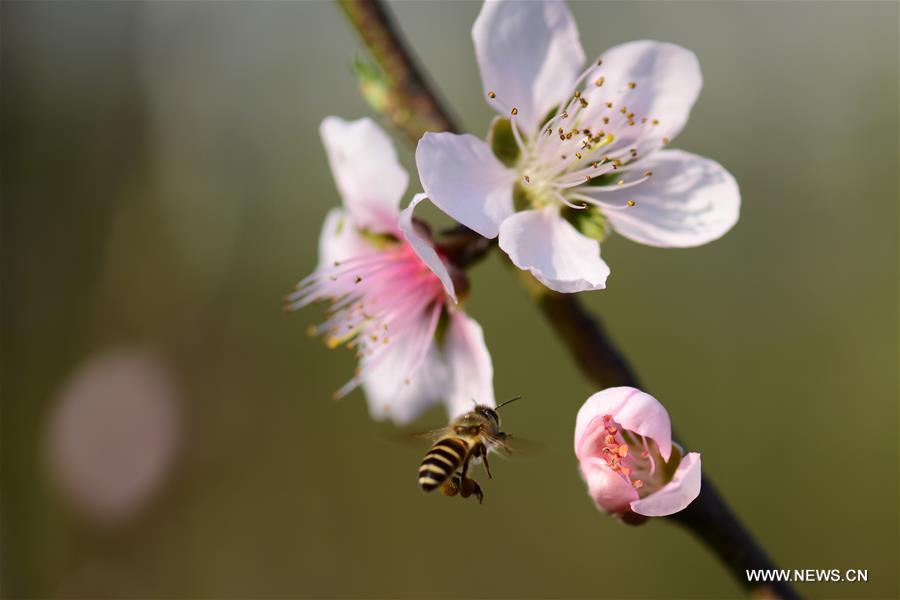 Peach blossoms are seen at a park in Baise City, south China's Guangxi Zhuang Autonomous Region, Feb. 13, 2016