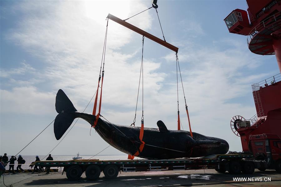  Two sperm whales were found dead on a shallow beach in Nantong. The bigger one measures about 16 meters in length and over 25 tons in weight