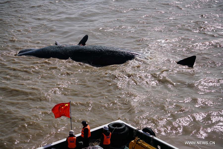  Two sperm whales were found dead on a shallow beach in Nantong. The bigger one measures about 16 meters in length and over 25 tons in weight