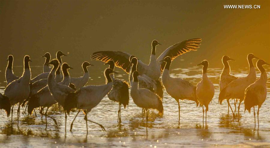 Black-necked cranes are seen in Lhunzhub County, southwest China's Tibet Autonomous Region, Feb. 16, 2016.