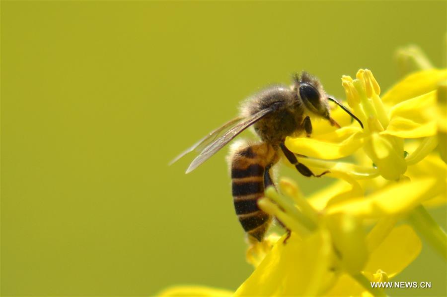 A bee collects pollen from rape flowers in the field of Manxi Village under Yuqing County, southwest China's Guizhou Province, Feb. 16, 2016.