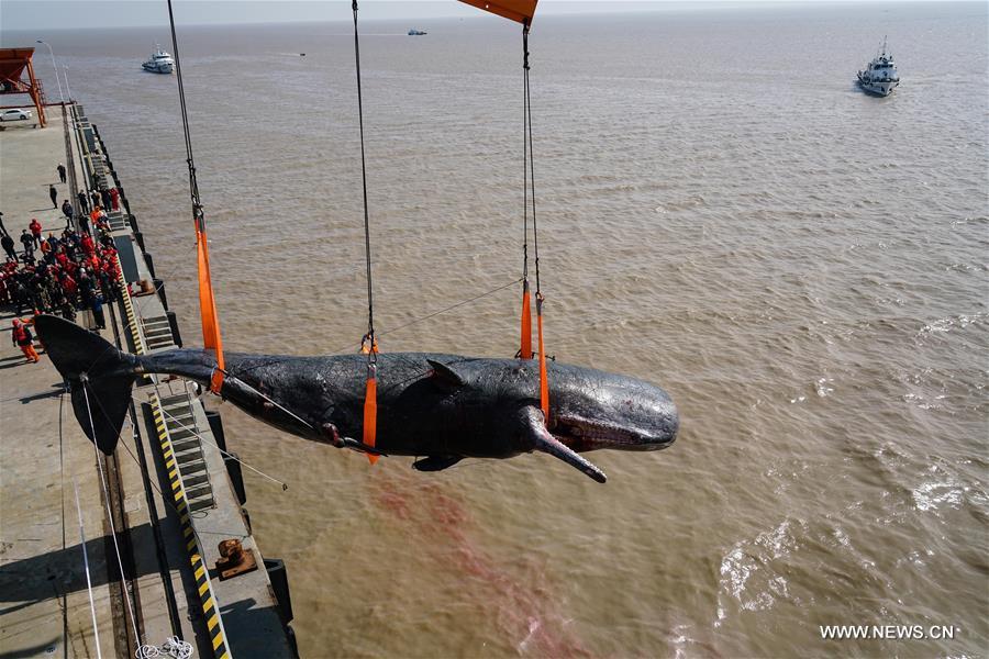  Two sperm whales were found dead on a shallow beach in Nantong. The bigger one measures about 16 meters in length and over 25 tons in weight