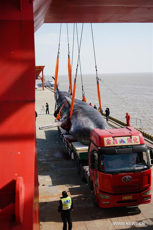  Two sperm whales were found dead on a shallow beach in Nantong. The bigger one measures about 16 meters in length and over 25 tons in weight