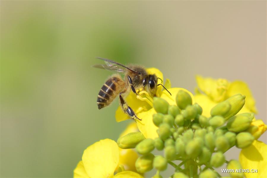 A bee collects pollen from rape flowers in the field of Manxi Village under Yuqing County, southwest China's Guizhou Province, Feb. 16, 2016.