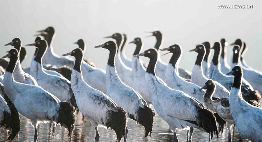 Black-necked cranes are seen in Lhunzhub County, southwest China's Tibet Autonomous Region, Feb. 16, 2016.