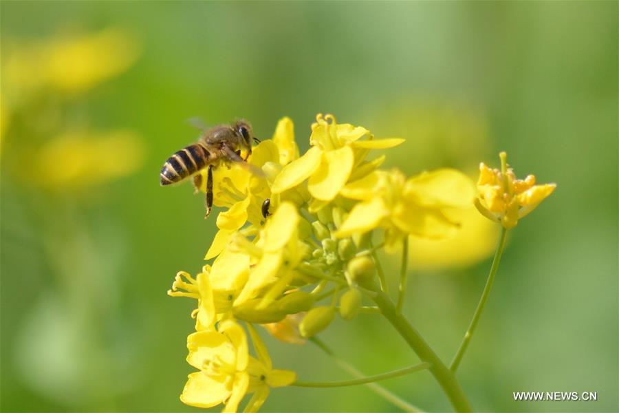 A bee collects pollen from rape flowers in the field of Manxi Village under Yuqing County, southwest China's Guizhou Province, Feb. 16, 2016.