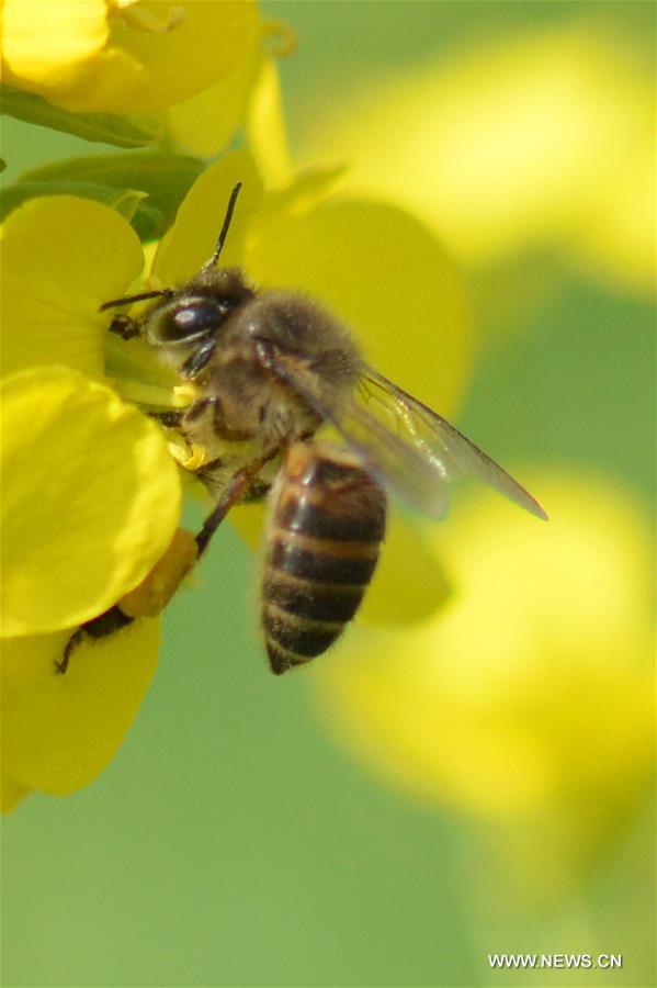 A bee collects pollen from rape flowers in the field of Manxi Village under Yuqing County, southwest China's Guizhou Province, Feb. 16, 2016.