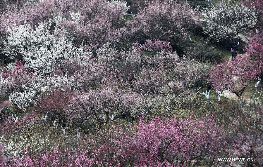 People view plum blossoms at Gulin Park in Nanjing, capital of east China's Jiangsu Province,Feb. 17, 2016