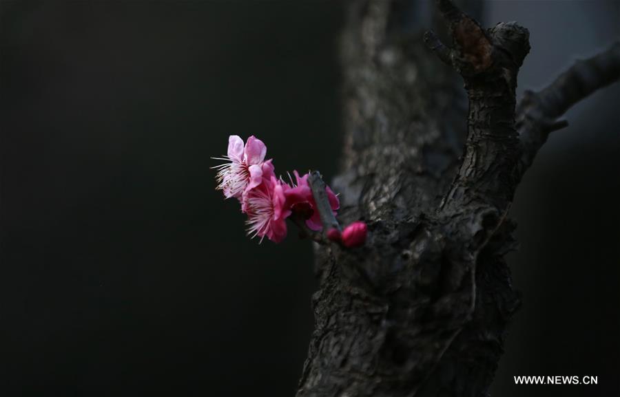 People view plum blossoms at Gulin Park in Nanjing, capital of east China's Jiangsu Province,Feb. 17, 2016