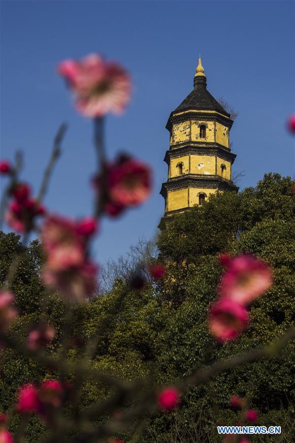 Plum flowers bloom at the Baotashan Park in Zhenjiang City, east China's Jiangsu Province, Feb. 17, 2016.