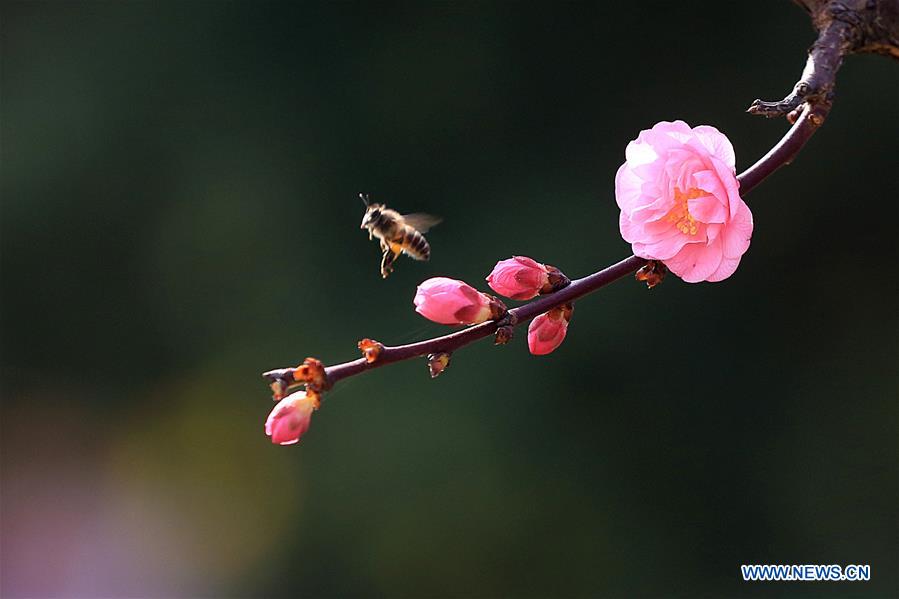 A bee flies among flowers in Kaili, southwest China's Guizhou Province, Feb. 17, 2016.