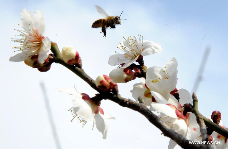 #CHINA-FLOWER BLOSSOM-TEMPERATURE RISE (CN)
