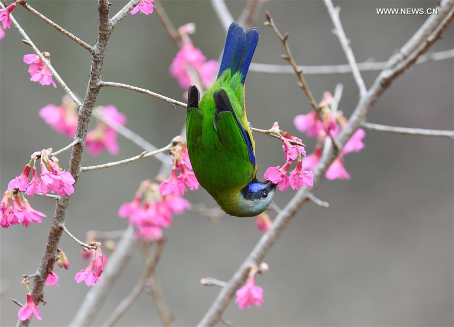 A bird rests on a tree branch at a park in Fuzhou, southeast China's Fujian Province, Feb. 18, 2016.