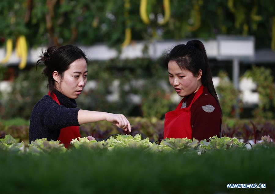 Workers tend vegetables at a planting garden in Xuyi County, east China's Jiangsu Province, Feb. 18, 2016.