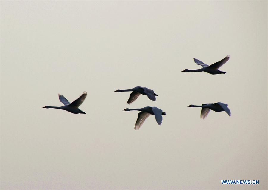  Swans fly in the sky at Yandunjiao Port in Rongcheng City, east China's Shandong Province, Feb. 21, 2016.
